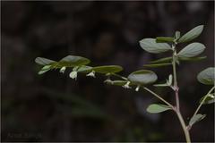 Phyllanthus narayanswamii